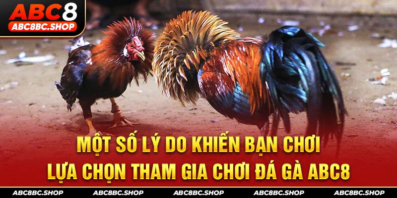 Một số lý do khiến bạn chơi lựa chọn tham gia chơi đá gà ABC8