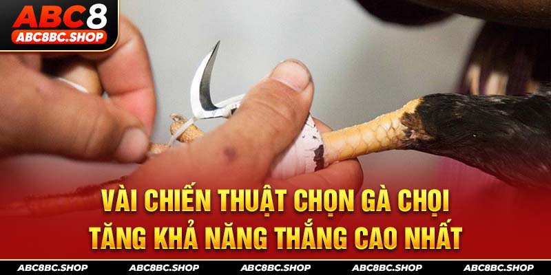 Vài chiến thuật chọn gà chọi tăng khả năng thắng cao nhất